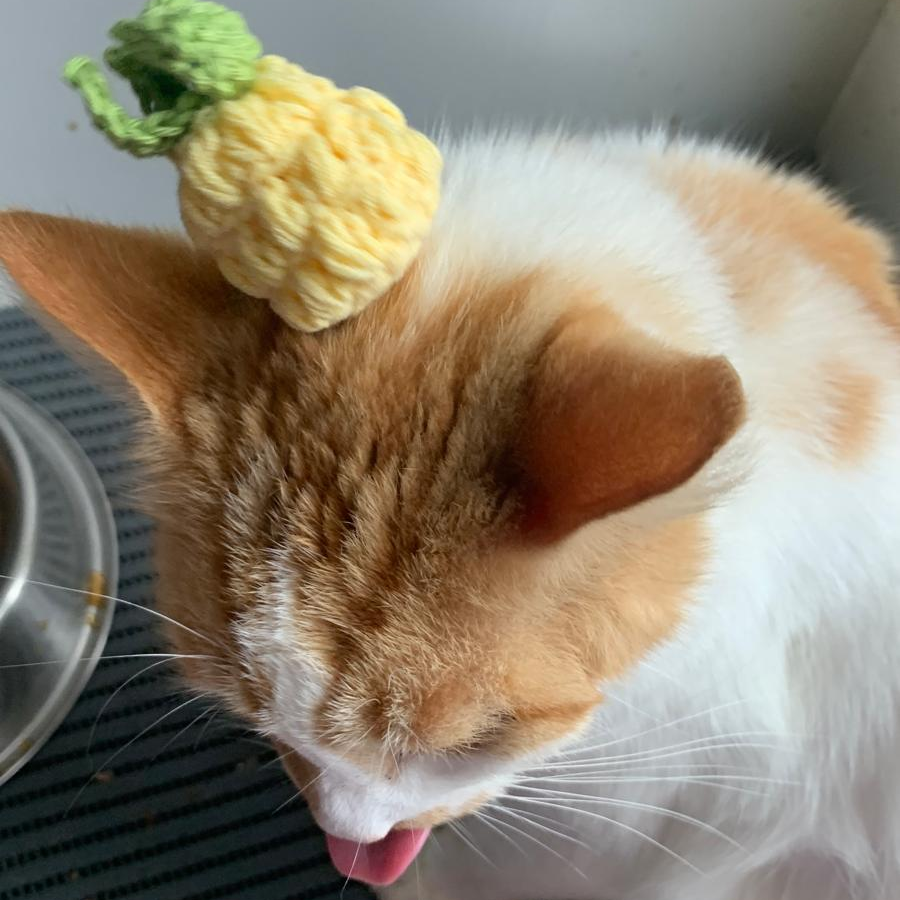 pineapple crochet on my cat nigel!